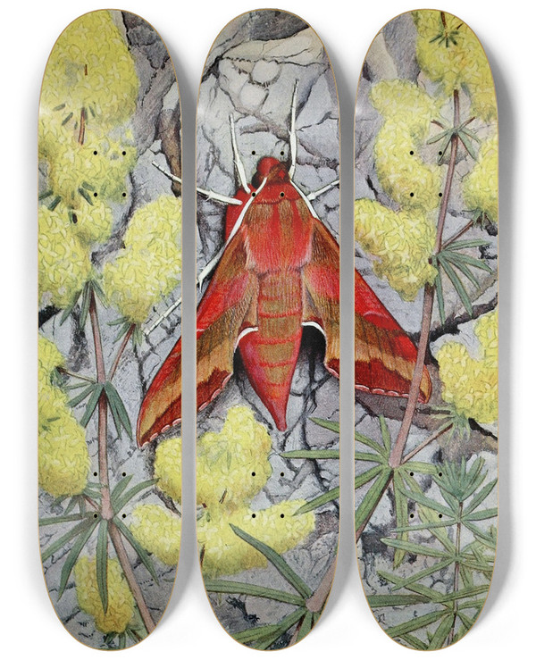 Triptych art skateboard deck of Paulandre Robert Le Petitpourceau by Paul-Andre Robert (1901-1977)