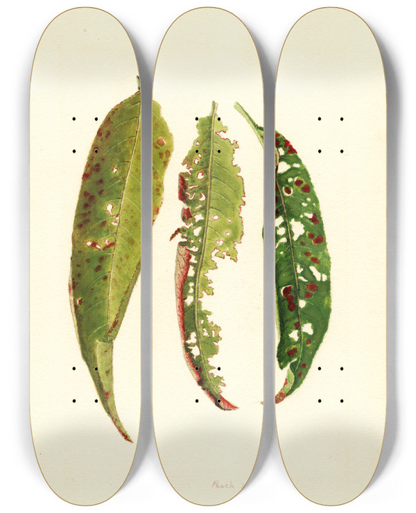Triptych art skateboard deck of James Marion Shull Prunus Persica_7 by James Marion Shull (1872-1948)