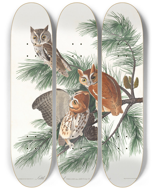Triptych art skateboard deck of John James Audubon Little Screech Owl by John James Audubon (1785-1851)