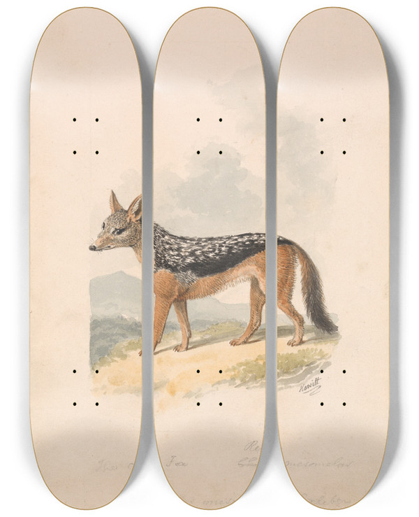 Triptych art skateboard deck of Samuel Howitt Blackbacked Jackal by Samuel Howitt (1756-1822)