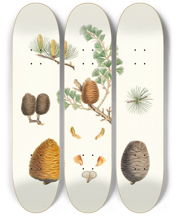 Triptych art skateboard deck of Aylmer Bourke Lambert Pinus Deodara Indian Cedar by Aylmer Bourke Lambert (1761-1842)
