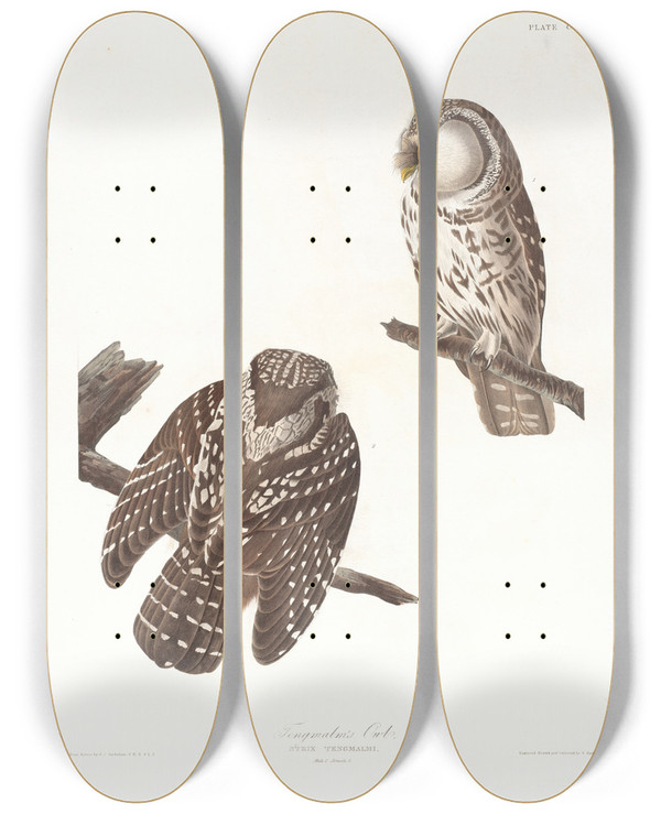 Triptych art skateboard deck of John James Audubon Tengmalms Owl by John James Audubon (1785-1851)