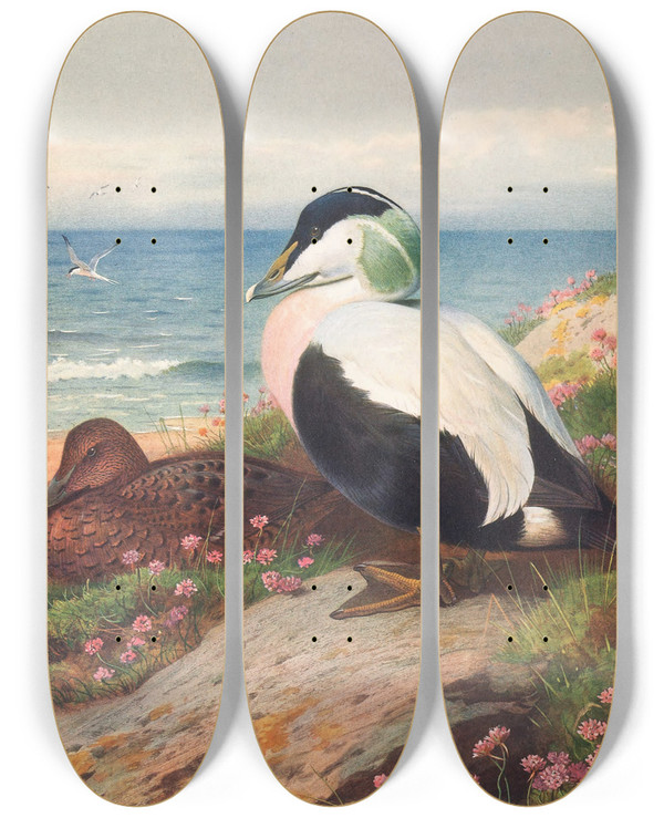 Triptych art skateboard deck of Archibald Thorburn Eider Duck by Archibald Thorburn (1860-1935)