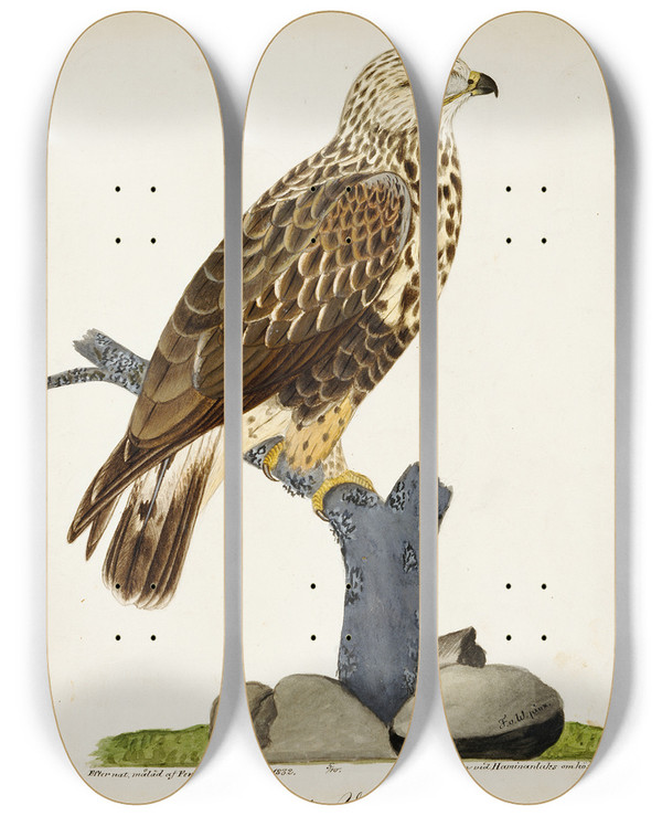 Triptych art skateboard deck of Ferdinand Von Wright Roughlegged Buzzard by Ferdinand von Wright (1822-1906)