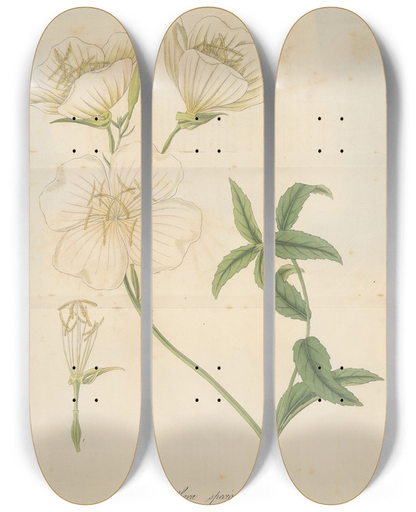 Triptych art skateboard deck of William Jackson Hooker Oenothera Speciosa by William Jackson Hooker (1785-1865)