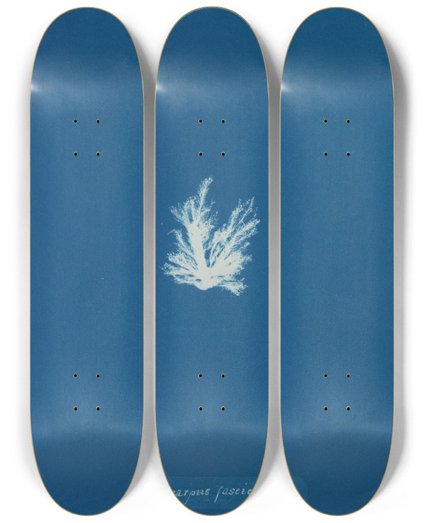 Triptych art skateboard deck of Anna Atkins Ectocarpus Fasciculatus_1 by Anna Atkins (1799-1871)