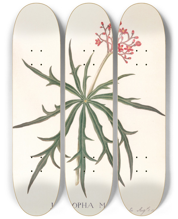 Triptych art skateboard deck of Ann Lee Jatropha Multifidis by Ann Lee