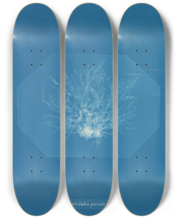 Triptych art skateboard deck of Anna Atkins Chylocladia Parvula by Anna Atkins (1799-1871)