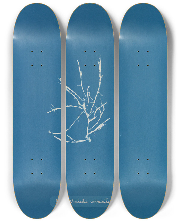 Triptych art skateboard deck of Anna Atkins Helminthocladia Vermicularis by Anna Atkins (1799-1871)