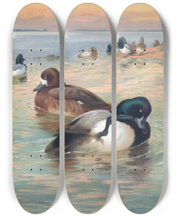 Triptych art skateboard deck of Archibald Thorburn Scaup Duck by Archibald Thorburn (1860-1935)