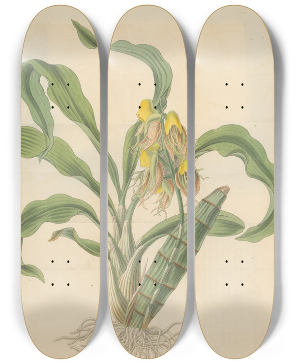 Triptych art skateboard deck of William Jackson Hooker Catasetum Tridentatum_2 by William Jackson Hooker (1785-1865)