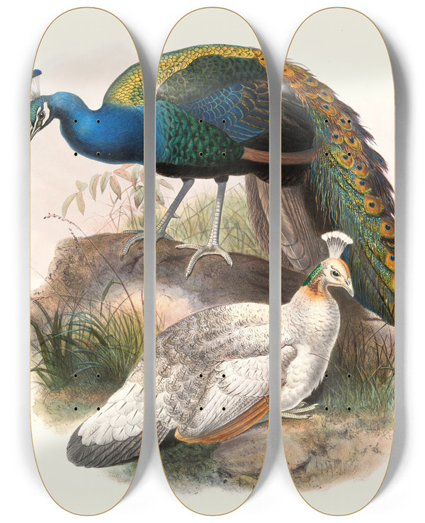 Triptych art skateboard deck of Joseph Smit Pavo Nigripennis by Joseph Smit (1836-1929)