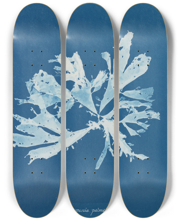 Triptych art skateboard deck of Anna Atkins Rhodomenia Palmata by Anna Atkins (1799-1871)