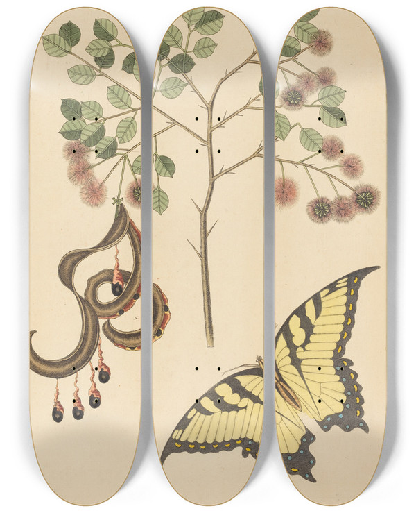 Triptych art skateboard deck of Mark Catesby Cats Claw Mimosa Circinalis by Mark Catesby (1683-1749)