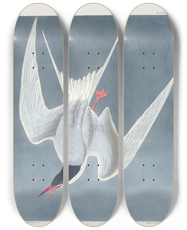 Triptych art skateboard deck of John James Audubon Sterna Hirundo by John James Audubon (1785-1851)