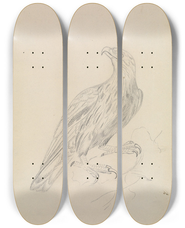 Triptych art skateboard deck of James Sowerby A Sea Eagle by James Sowerby (1757-1822)