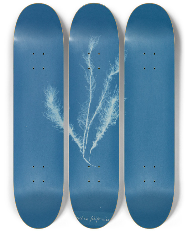 Triptych art skateboard deck of Anna Atkins Myriotrichia Filiformis by Anna Atkins (1799-1871)