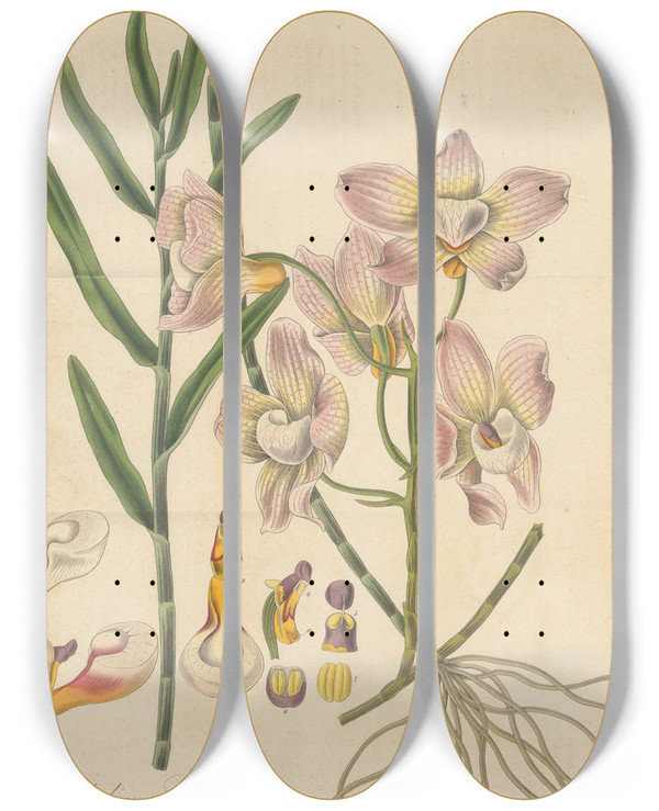 Triptych art skateboard deck of William Jackson Hooker Dendrobium Calceolaria by William Jackson Hooker (1785-1865)