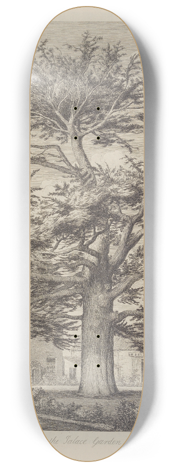 Jacob George Strutt - The Enfield Cedar 8.25 inch art skate deck