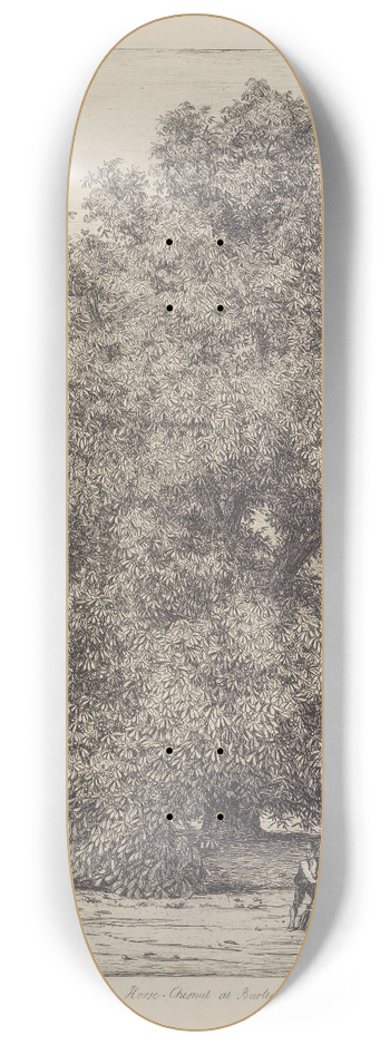Jacob George Strutt - The Horse Chesnut at Burleigh 8.25 inch art skate deck