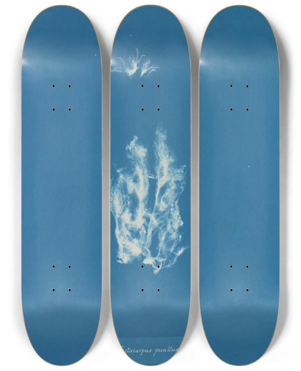 Triptych art skateboard deck of Anna Atkins Ectocarpus Pusillus by Anna Atkins (1799-1871)