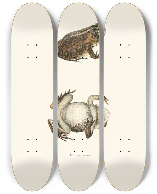 Triptych art skateboard deck of John Edwards Holbrook Bufo Lentiginosus by John Edwards Holbrook (1796-1871)