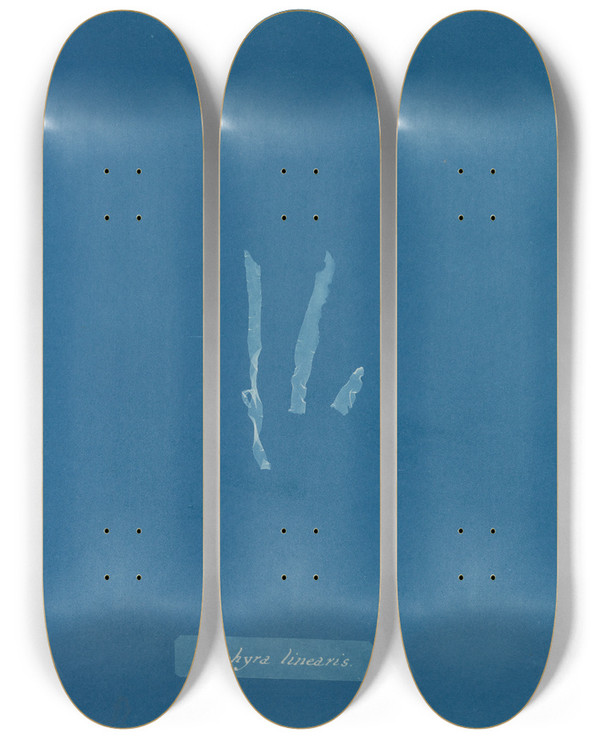 Triptych art skateboard deck of Anna Atkins Porphyra Linearis by Anna Atkins (1799-1871)