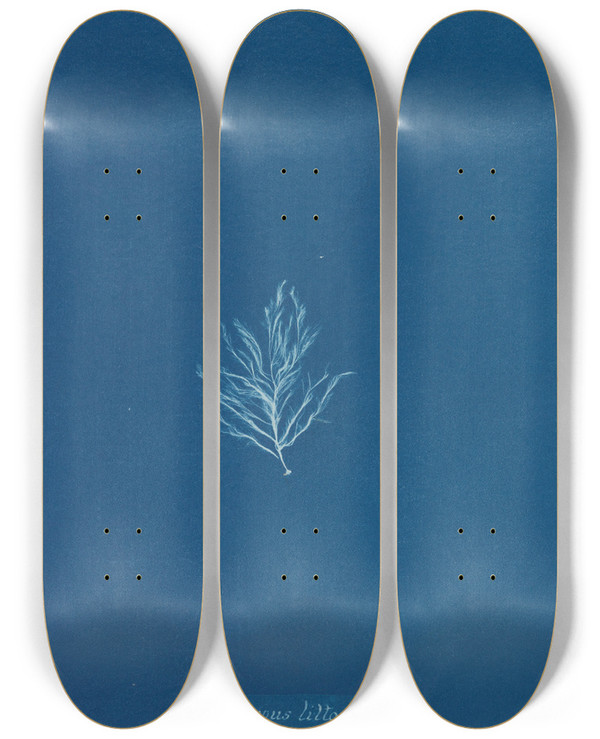 Triptych art skateboard deck of Anna Atkins Ectocarpus Littoralis_1 by Anna Atkins (1799-1871)