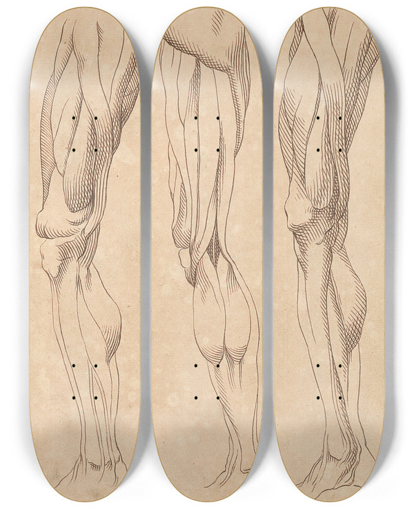 Triptych art skateboard deck of Hamlet Winstanley Anatomical Studies Of Legs_1 by Hamlet Winstanley (1698-1756)