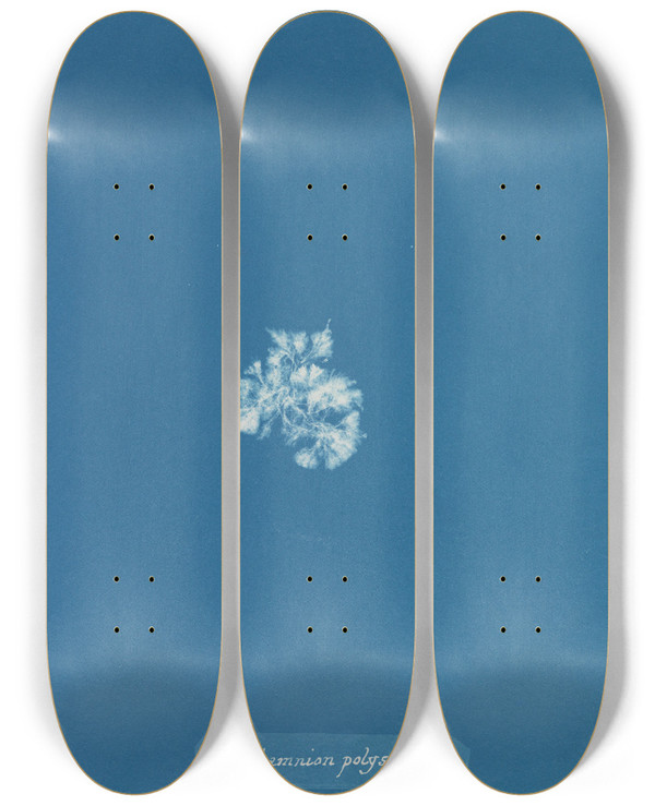 Triptych art skateboard deck of Anna Atkins Callithamnion Polyspermum by Anna Atkins (1799-1871)
