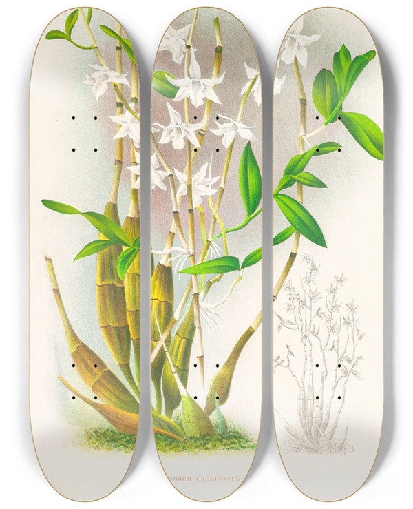 Triptych art skateboard deck of Jean Jules Linden Dendrobium Crumenatum by Jean Jules Linden (1817-1898)