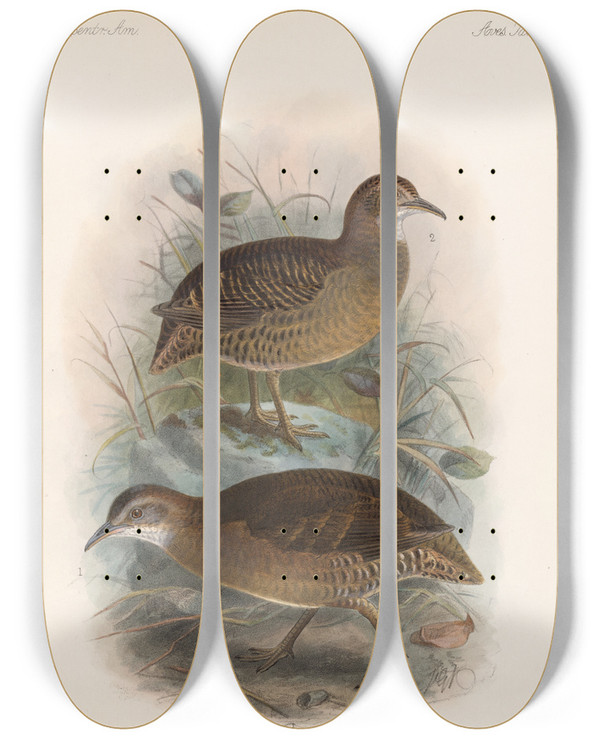 Triptych art skateboard deck of Frederick Ducane Godman Aves Pl 84 by Frederick Ducane Godman (1834-1919)