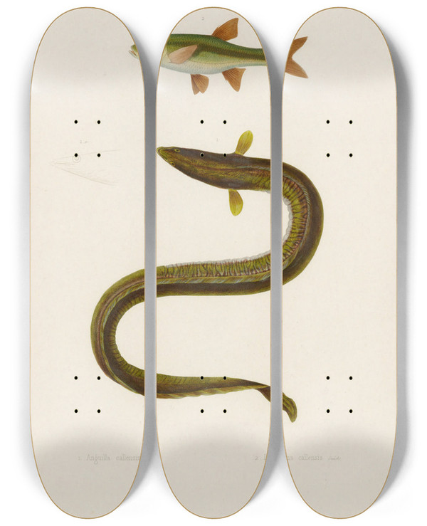 Triptych art skateboard deck of Arthus Bertrand Anguilla Callensis Leuciscus Callensis by Arthus Bertrand (19-)