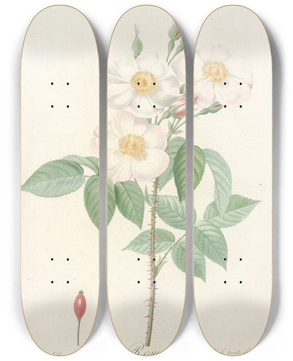 Triptych art skateboard deck of Pierre Joseph Redout Rosa Damascena Subalba by Pierre Joseph Redoute (1759-1840)
