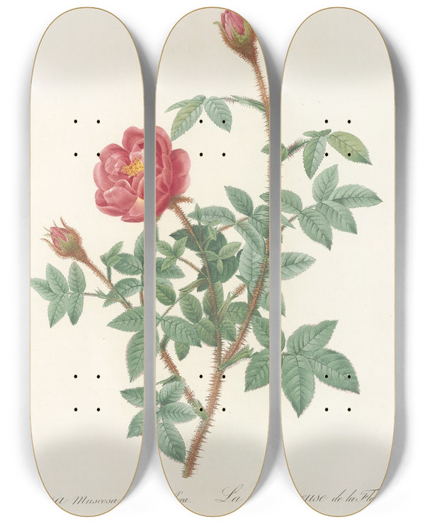 Triptych art skateboard deck of Pierre Joseph Redout Rosa Muscosa Anemoneflora by Pierre Joseph Redoute (1759-1840)