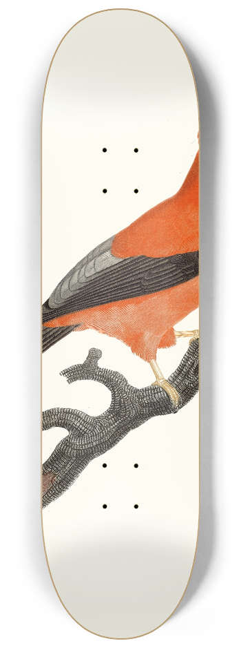 Jacques Barraband - Le Coq de roche du Prou. 8.25 inch art skate deck