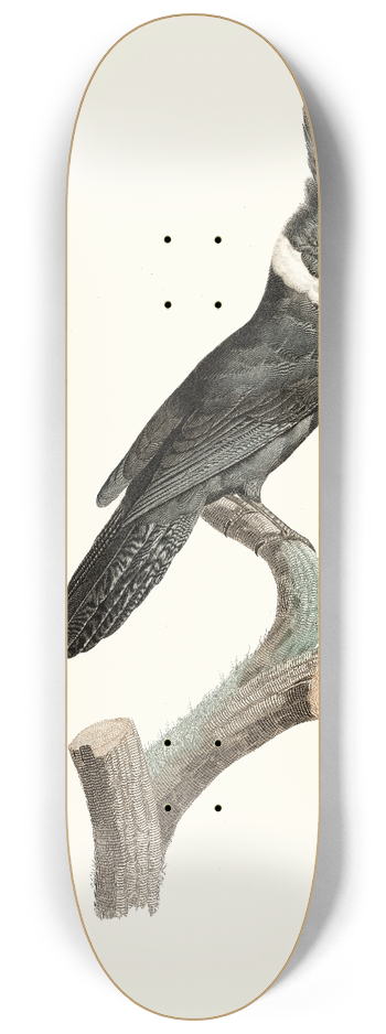 Jacques Barraband - Le Geai Noir  Collier blanc. 8.25 inch art skate deck