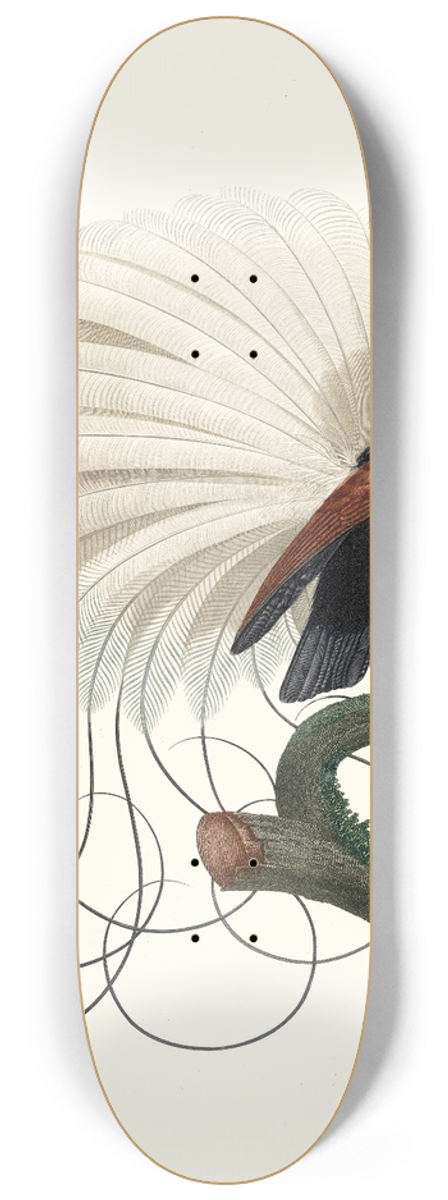 Jacques Barraband - Le Nbuleux, talant ses parures. 8.25 inch art skate deck