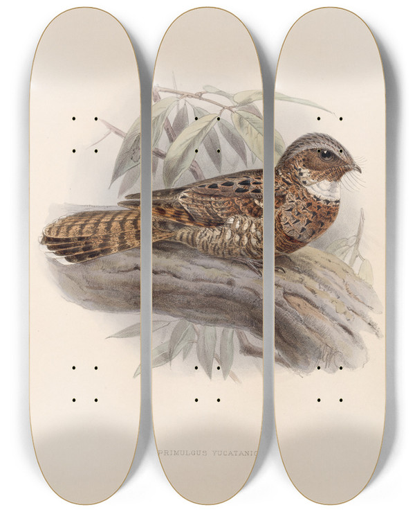 Triptych art skateboard deck of Frederick Ducane Godman Aves Pl 61 by Frederick Ducane Godman (1834-1919)