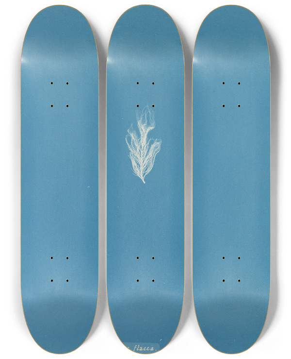 Triptych art skateboard deck of Anna Atkins Lyngbya Flacca by Anna Atkins (1799-1871)