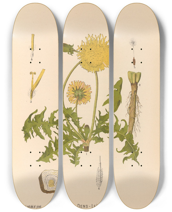 Triptych art skateboard deck of Charles Frederick Millspaugh Medicinal Plants Pl089 by Charles Frederick Millspaugh (1854-1923)