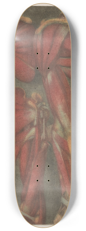 Jacques Fabien Gautier d'Agoty - Anatomical muscle models of the arm and shoulder 8.25 inch art skate deck