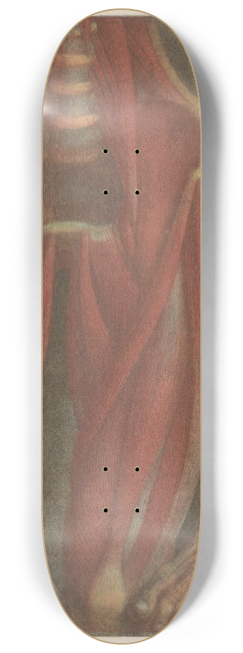 Jacques Fabien Gautier d'Agoty - Anatomical muscle models of the pelvis and a leg 8.25 inch art skate deck