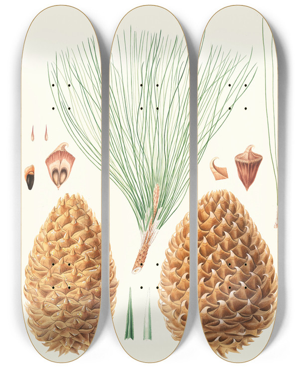 Triptych art skateboard deck of Aylmer Bourke Lambert Pinus Sabiniana Great Pricklyconed Pine Digger Pine by Aylmer Bourke Lambert (1761-1842)