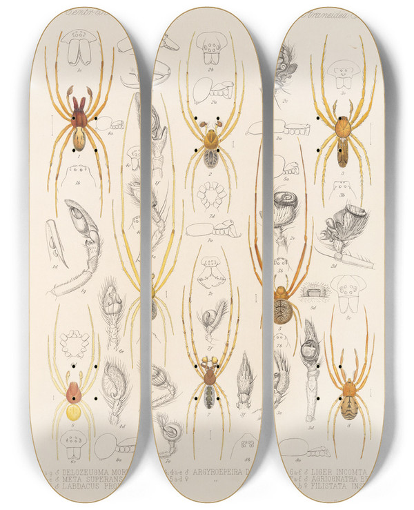 Triptych art skateboard deck of Frederick Ducane Godman Arachnida Araneidea Pl 28 by Frederick Ducane Godman (1834-1919)