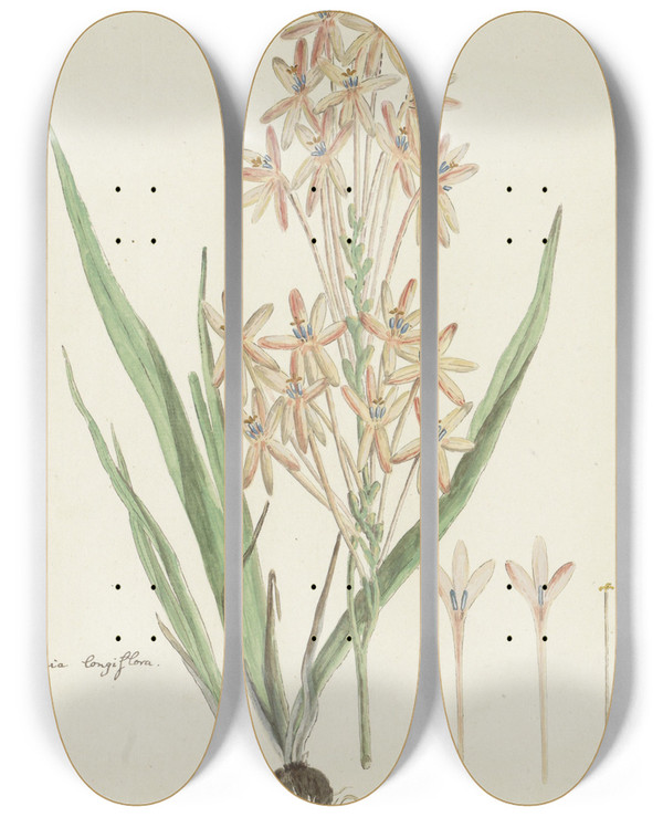 Triptych art skateboard deck of Robert Jacob Gordon Ixia Paniculata D Delaroche by Robert Jacob Gordon (1743-1795)