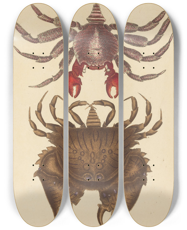 Triptych art skateboard deck of Mark Catesby Red Mottled Rockcrab Cancer Grapsus by Mark Catesby (1683-1749)