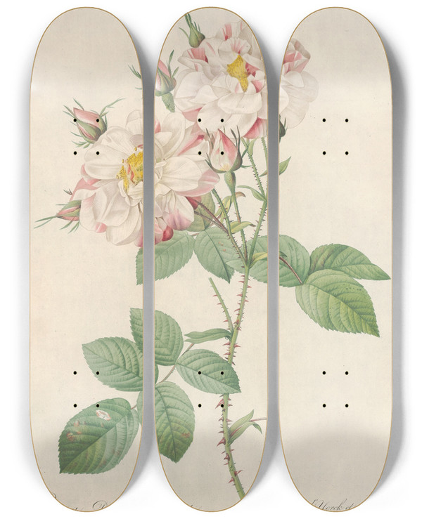 Triptych art skateboard deck of Pierre Joseph Redout Rosa Damascena Variegata by Pierre Joseph Redoute (1759-1840)