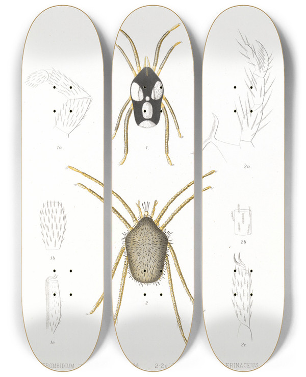Triptych art skateboard deck of Frederick Ducane Godman Arachnida Acaridea Pl 04 by Frederick Ducane Godman (1834-1919)
