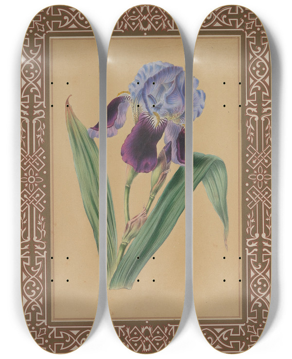 Triptych art skateboard deck of James Andrews The Iris by James Andrews (1801-1876)